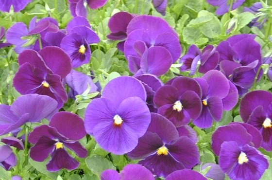 Pansy Crown ~ Purple Item # 4092 – GOLDEN STATE GROWERS