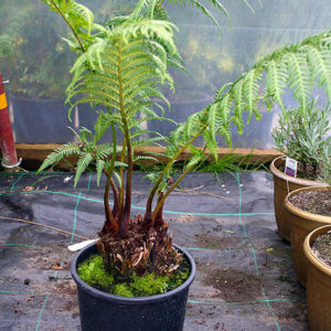Tasmanian tree fern (Dicksonia antarctica)