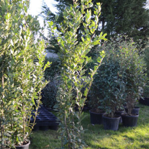 Bay laurel (Laurus nobilis multi)