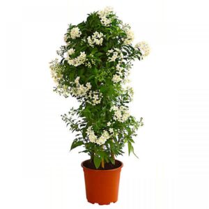 Potato Vine (Solanum jasminoides)