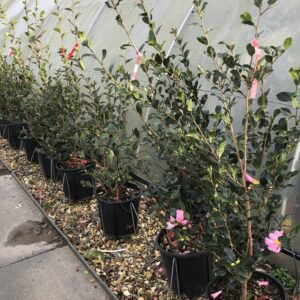 Cleopatra (Camellia sasanqua 'Cleopatra')