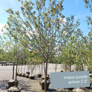 Purple Prince (Malus domestica)