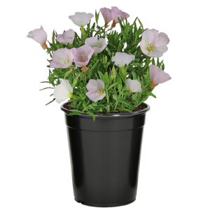 Mexican Primrose (Oenothera berlandieri)