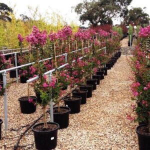 Zuni Crape Myrtle (LAGERSTROEMIA 'ZUNI')