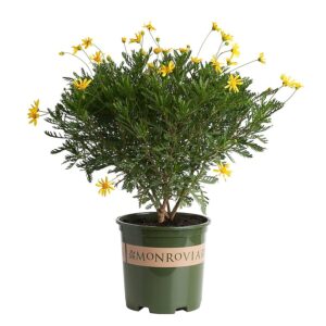 golden bush daisy (Euryops pectinatus viridis)