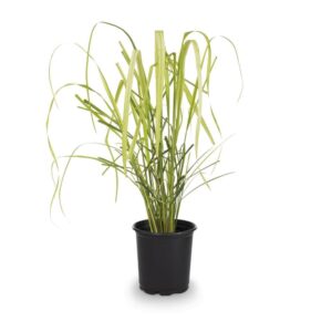 Lemon Grass (Cymbopogon citratus)
