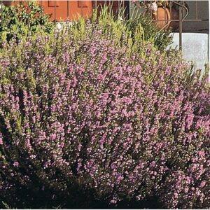 Pink Breath of Heaven (Coleonema pulchellum)