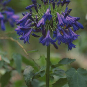 Storm Cloud (Agapanthus praecox var. orientalis)