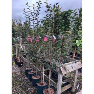 Okame cherry (Prunus x incisa)