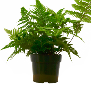 Japanese painted fern (Dryopteris erythrosora)
