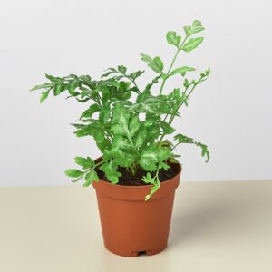 Silver Leaf Fern (Pteris ensiformis)