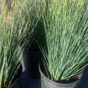 Elk Blue California Rush (Juncus patens 'Elk Blue')