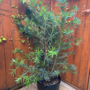 Yew Pine (Podocarpus)