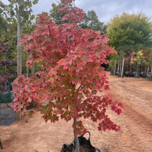 Red Maple (Acer rubrum 'October Glory')