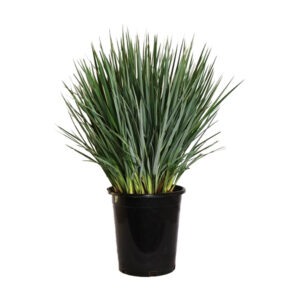 Little Rev (Lycopersicon esculentum)