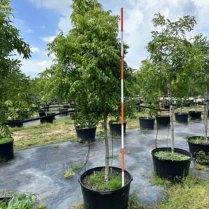 Lynwood Ash (Fraxinus pennsylvanica)