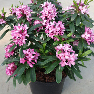 Winter daphne (Daphne odora)