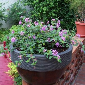 trailing lantana (Lantana montevidensis)