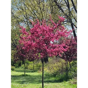Prairie Fire Crabapple (Malus 'Prairifire')