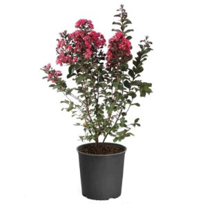 Crepe Myrtle (Lagerstroemia indica 'Tuscarora')