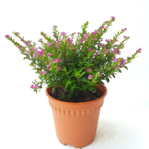 False Heather (Cuphea hyssopifolia)
