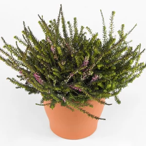 Darlyensis (Erica darlyensis)