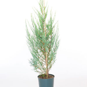 Tolleson's Blue Juniper (Juniperus scopulorum 'Tolleson's Blue')