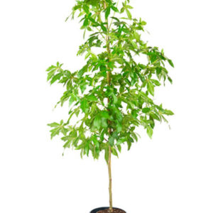 Sweetgum (Liquidambar styraciflua)