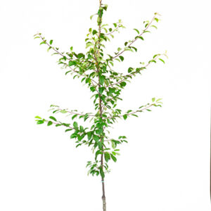 Japanese Crabapple (F. malus floribunda)