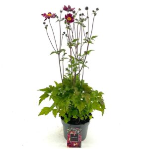 Japanese anemone (Anemone hupehensis)