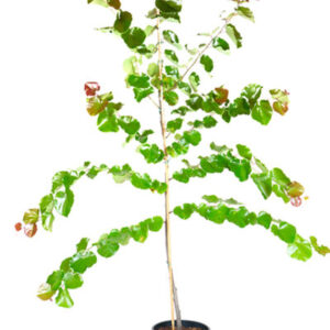 redbud (Cercis canadensis 'Oklahoma')