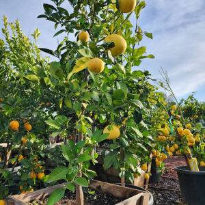 Oro Blanco Grapefruit (CITRUS ï¿½ paradisi 'Oro Blanco')