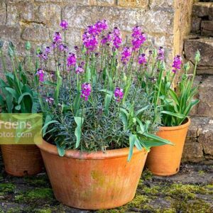 Bowles Mauve (Erysimum cheiri)