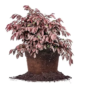 Burgundy (Loropetalum chinense)
