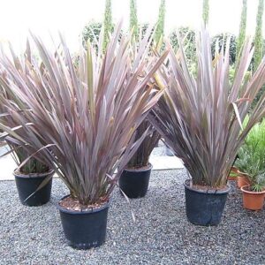 New Zealand flax (Phormium artropurpureus)
