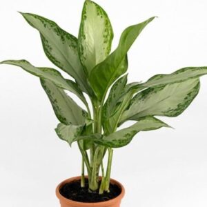 Chinese Evergreen (Aglaonema modestum)