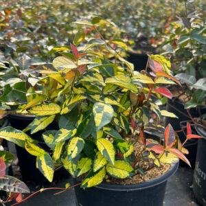 ''Ogon Nishiki'' (Trachelospermum asiaticum)