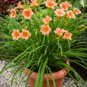Daylily Pink (Hemerocallis spp.)