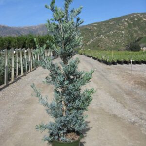 Yellowwood (Podocarpus elongatus 'Monmai')