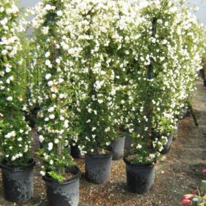 Musk Rose (Rosa alba plena)