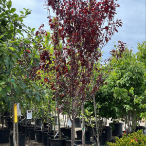Thundercloud Plum (Prunus cerasifera 'Thundercloud')