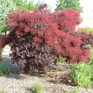 purple smoke tree (Cotinus coggygria)