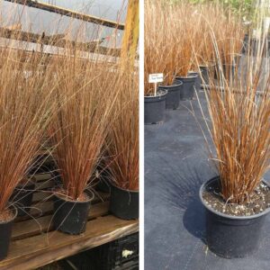 Leatherleaf Sedge (Carex buchananii)