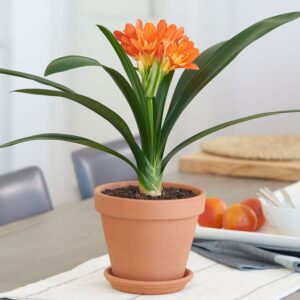 Natal lily (Clivia miniata)