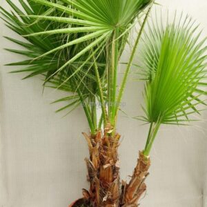 Mexican fan palm (Washingtonia robusta)