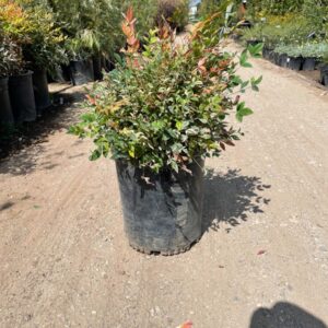 Heavenly Bamboo (Nandina domestica 'Compacta')