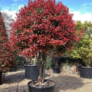 Red Tip Photinia (Photinia ï¿½ fraseri)