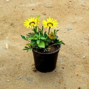 Gazania Yellow Training (Gazania rigens)