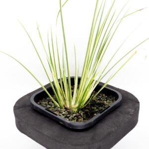 Sweet Flag (Acorus calamus 'Variegatus')