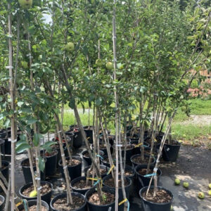 Red Delicious apple (Malus domestica)